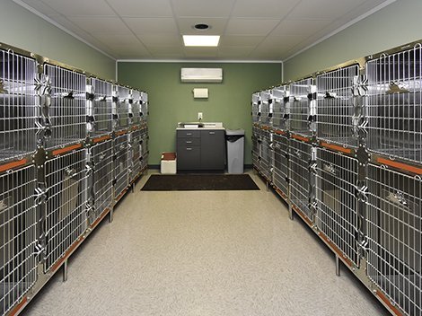 Clinic kennel rooms with individual temperatures.