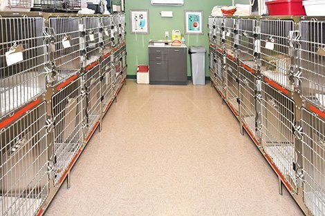Cat and dog kennels at the clinic.