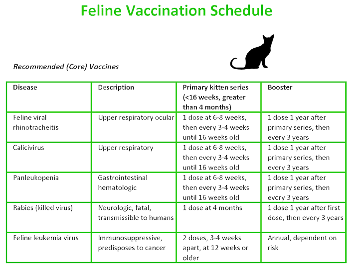 Feline vaccination schedule.