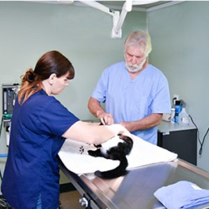 clinic neuter counts kindness animal operating room surgery spay equipped sevierville pet houses well
